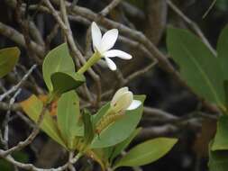 Image of Hyperacanthus pervillei (Drake) Rakotonas. & A. P. Davis