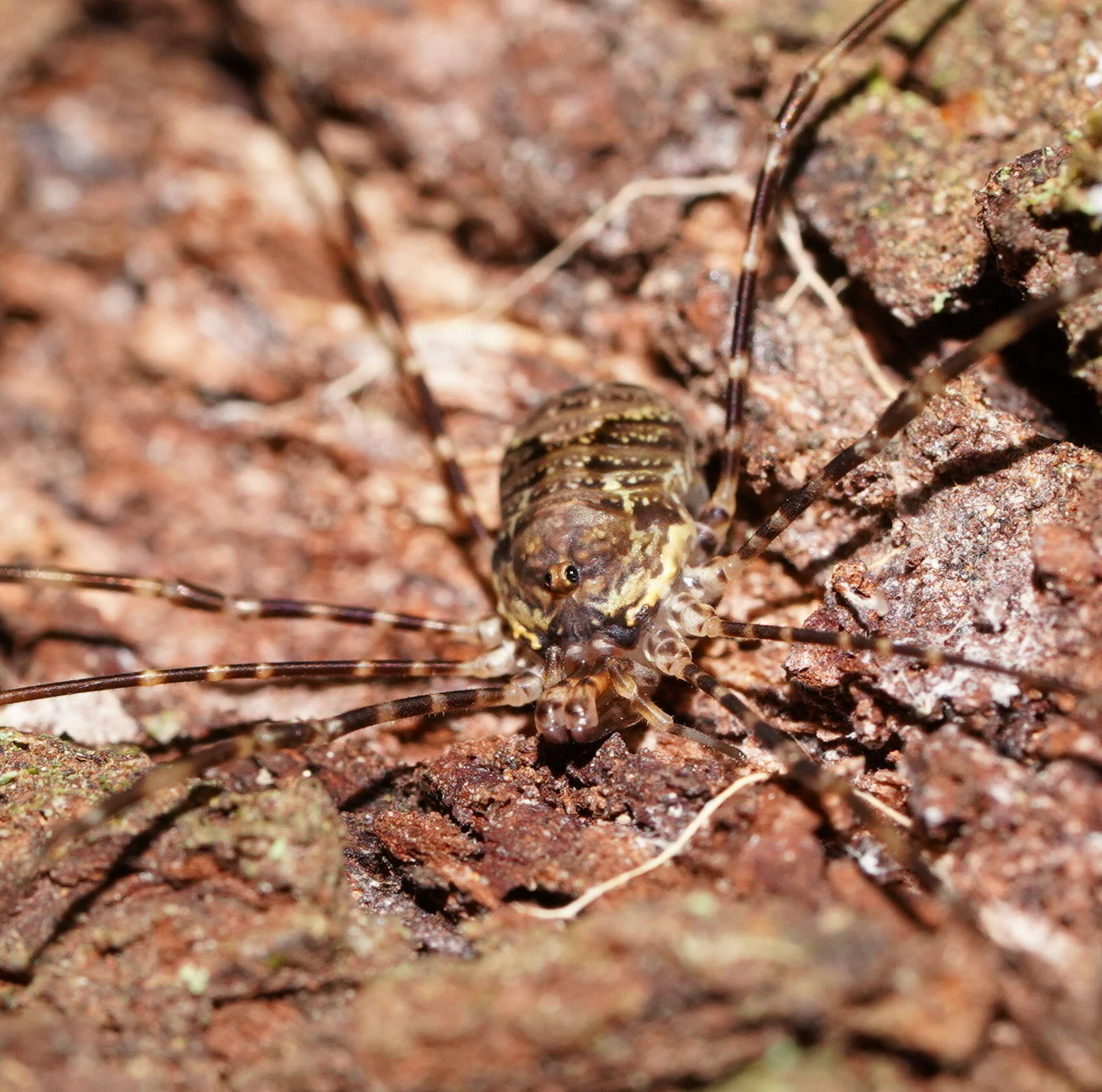 Image of <i>Neopantopsalis camelus</i> Forster 1949