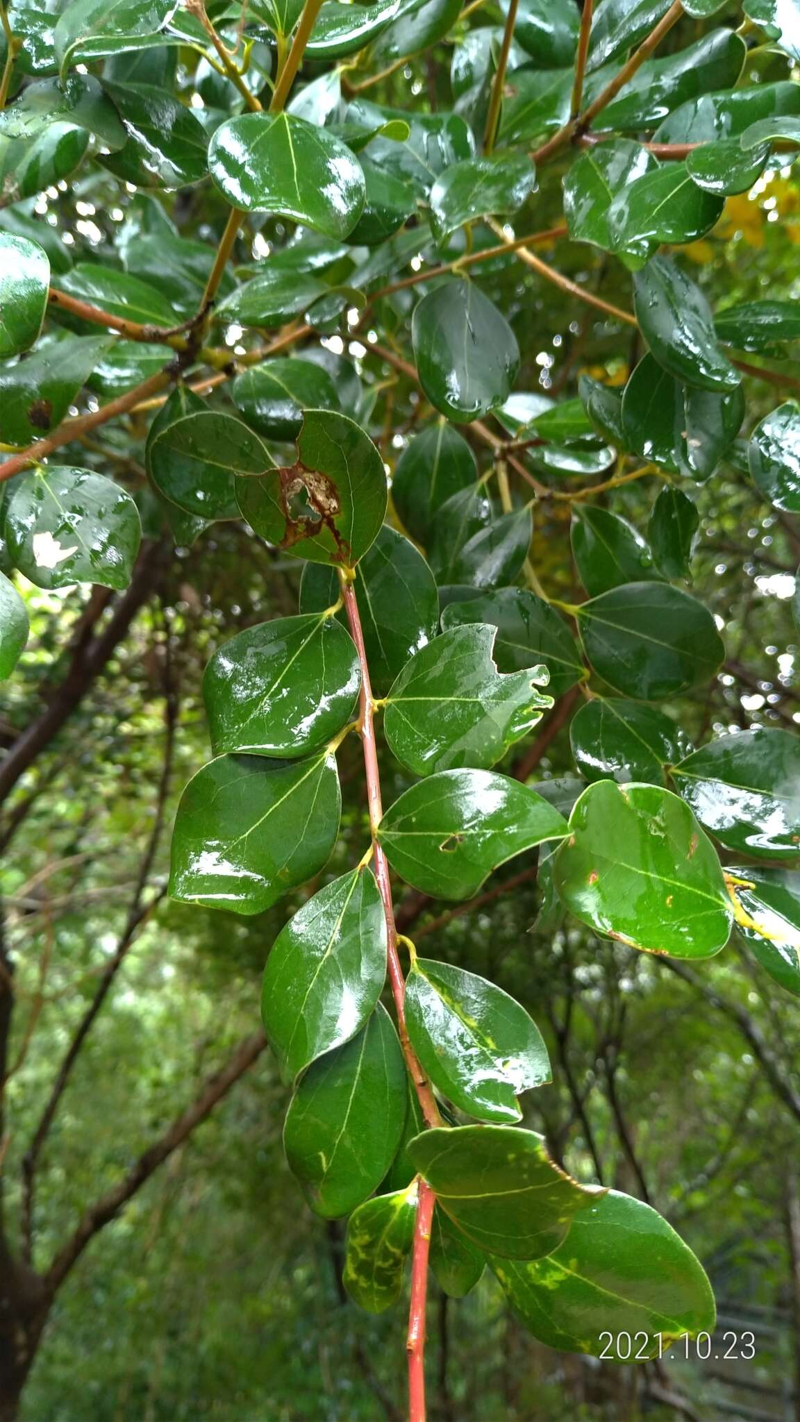 Imagem de Cinnamomum reticulatum Hayata