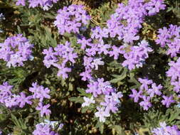 Image of Glandularia bipinnatifida var. latilobata (L. M. Perry) B. L. Turner