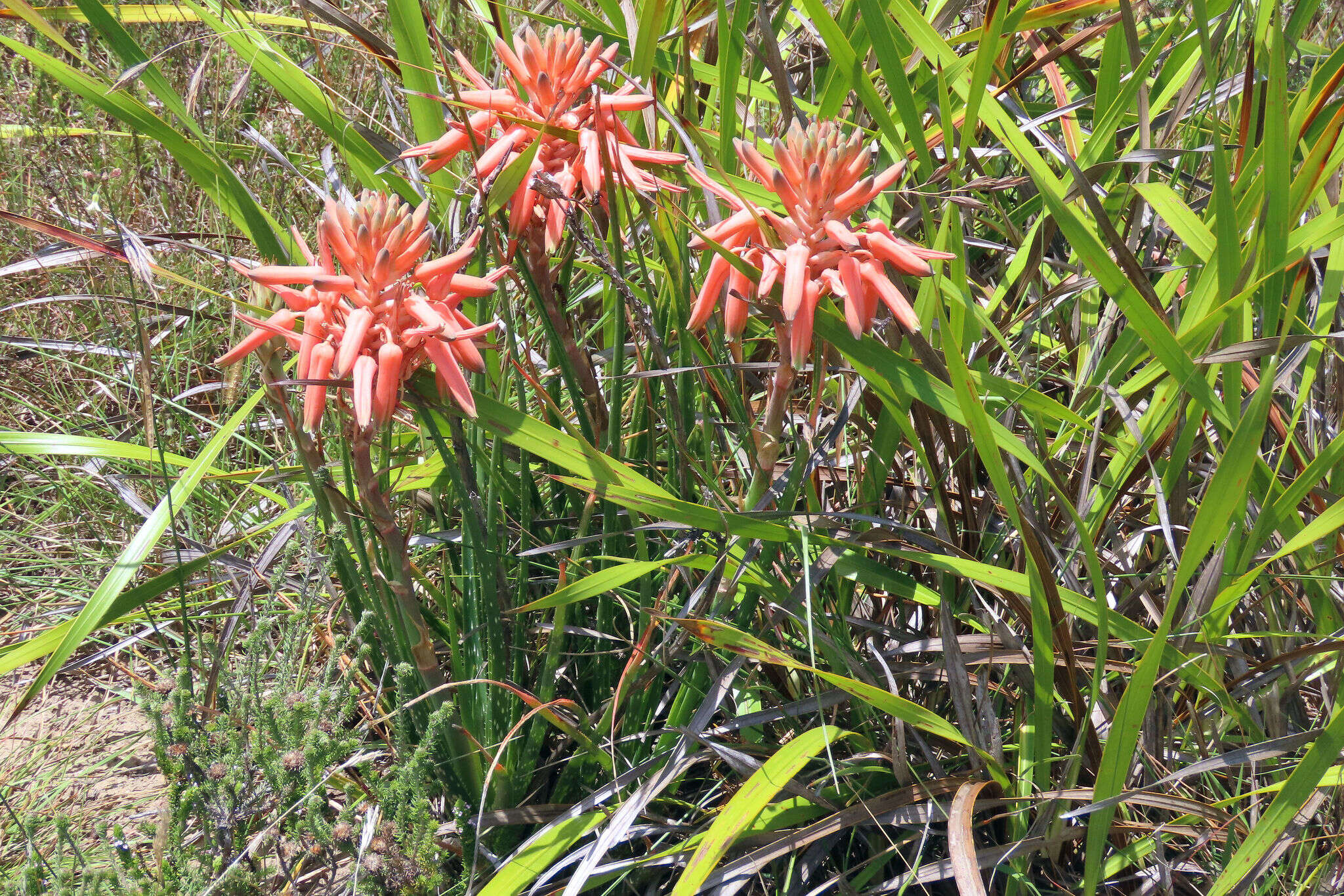 Aloe micracantha Haw. resmi