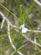 Image de Westringia tenuicaulis C. T. White & W. D. Francis