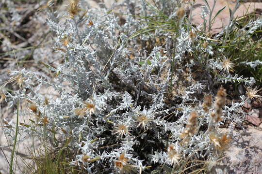 Слика од Lucilia acutifolia (Poir.) Cass.