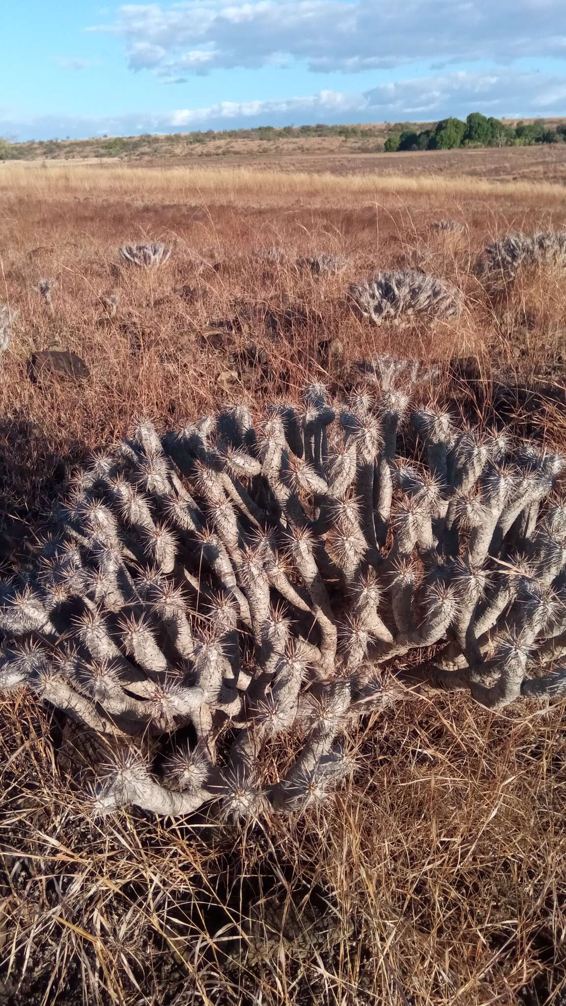 Image of Euphorbia guillauminiana Boiteau