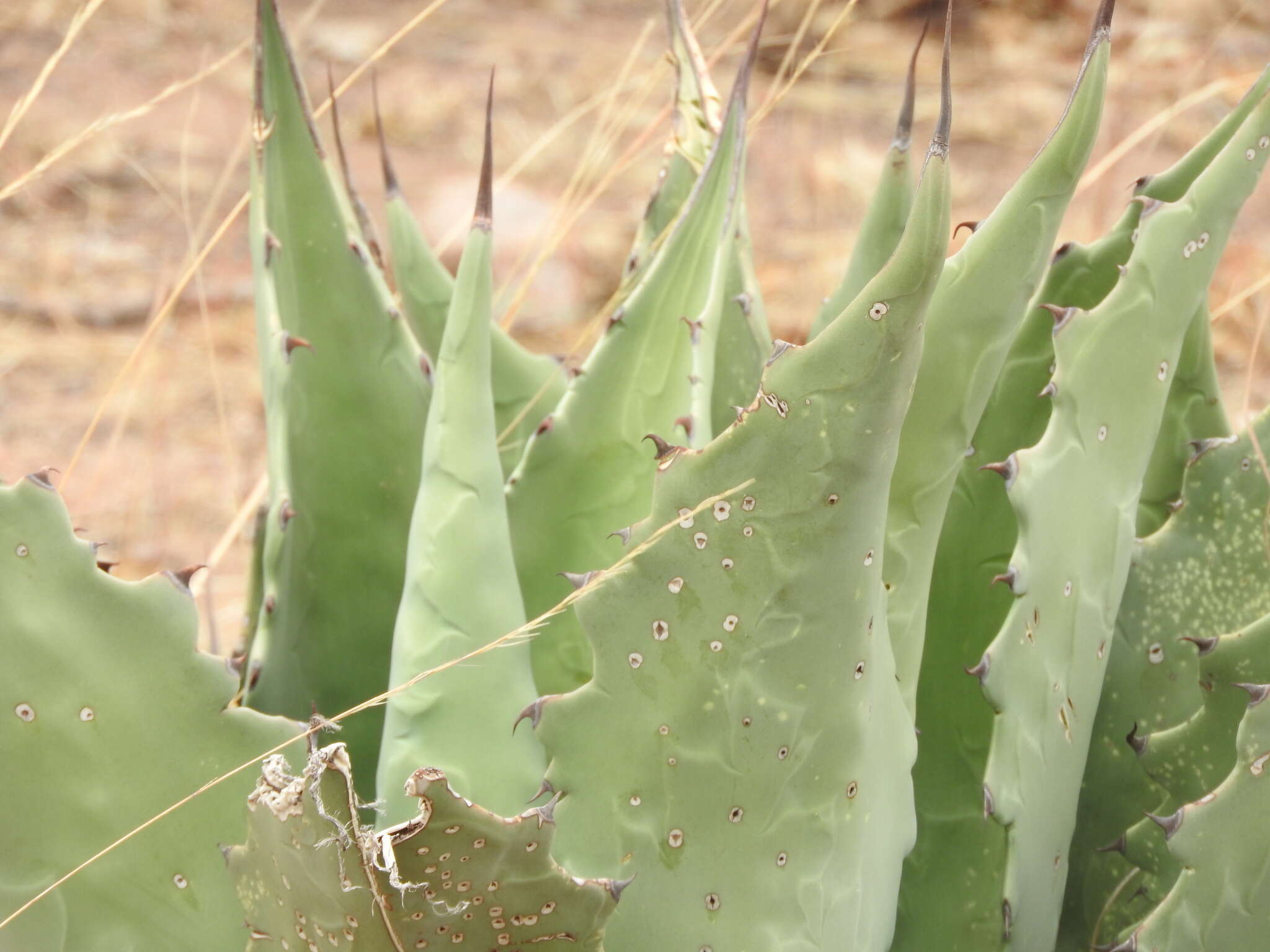 Image of Agave durangensis Gentry