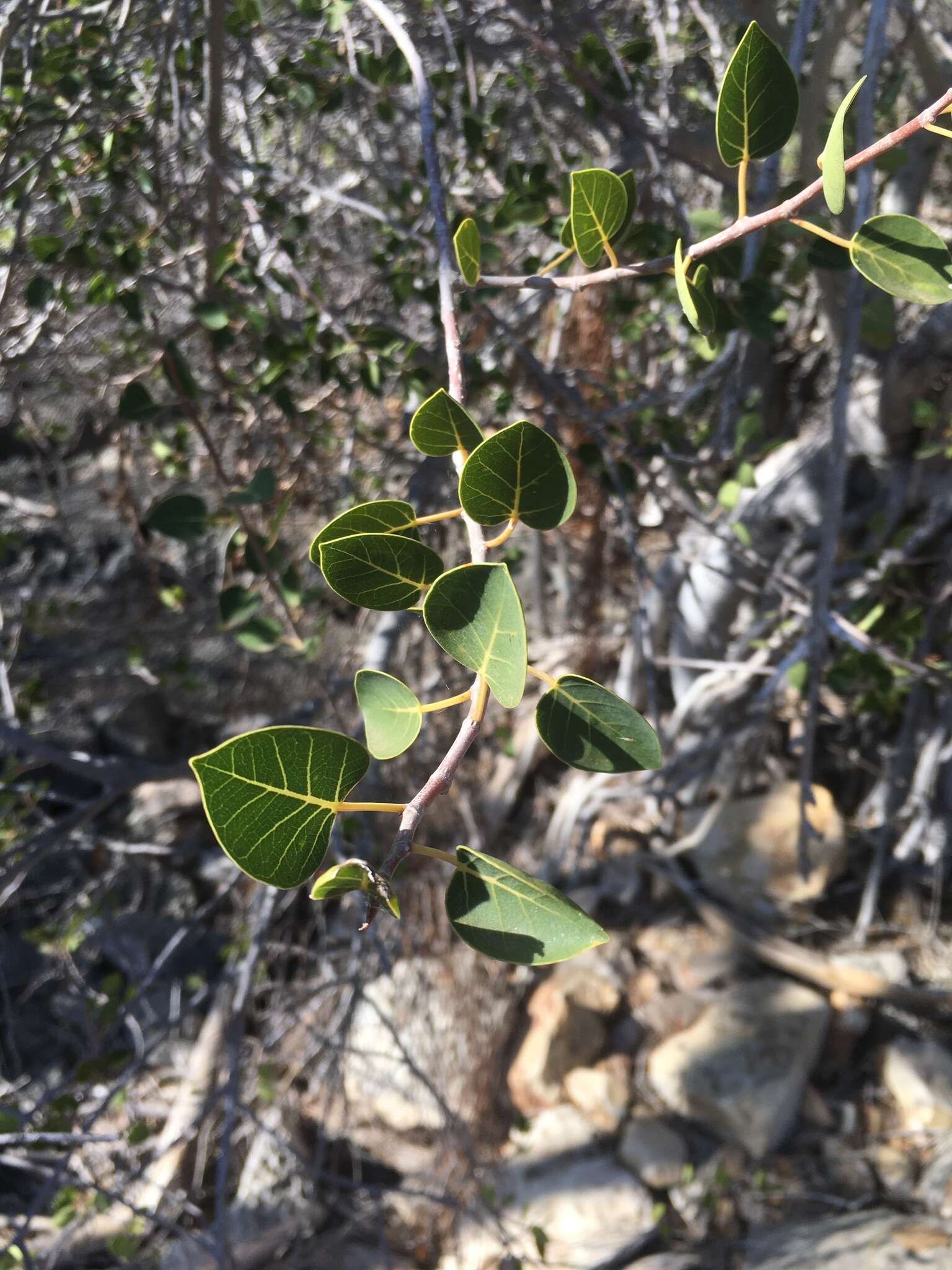 Image of Ficus humbertii C. C. Berg