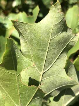 Image of hybrid oak