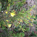 Imagem de Hypericum strictum (Triana & Planch.) Kunth