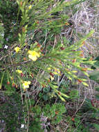 Image of Hypericum strictum (Triana & Planch.) Kunth