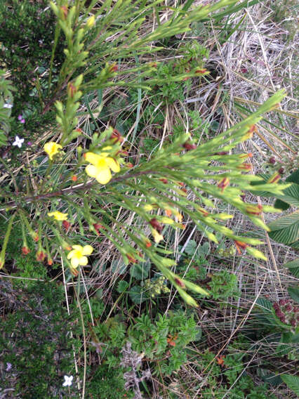 Image of Hypericum strictum (Triana & Planch.) Kunth