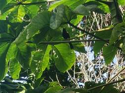 Image of Puerto Rican Oriole