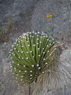 Image of Hair-tipped Century Plant