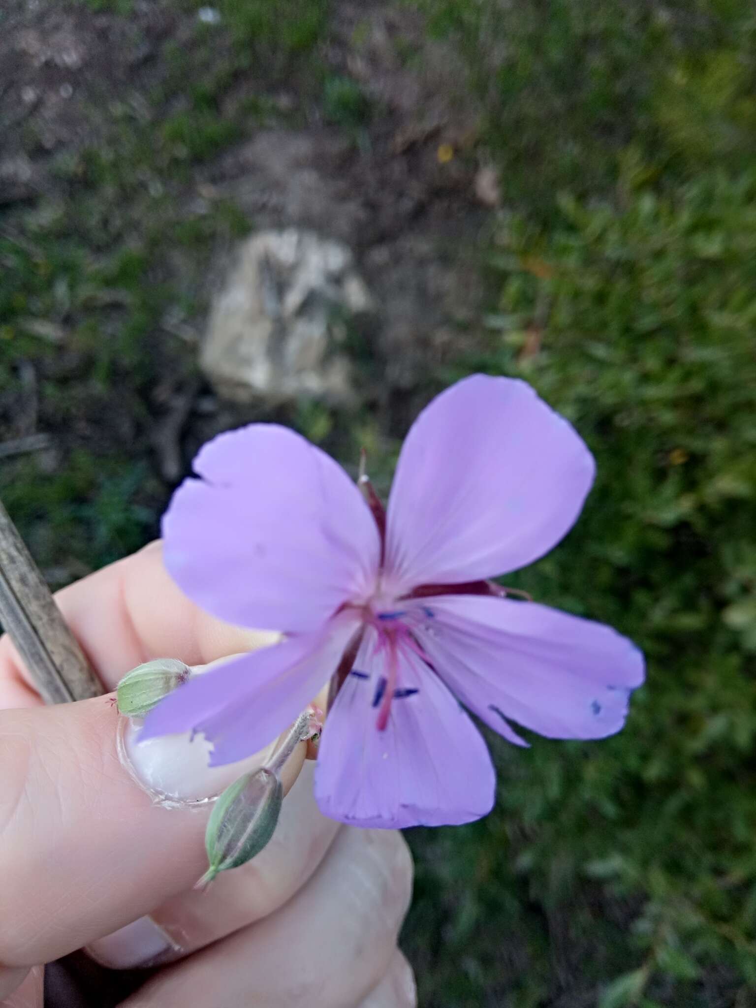 Image of Geranium atlanticum Boiss.