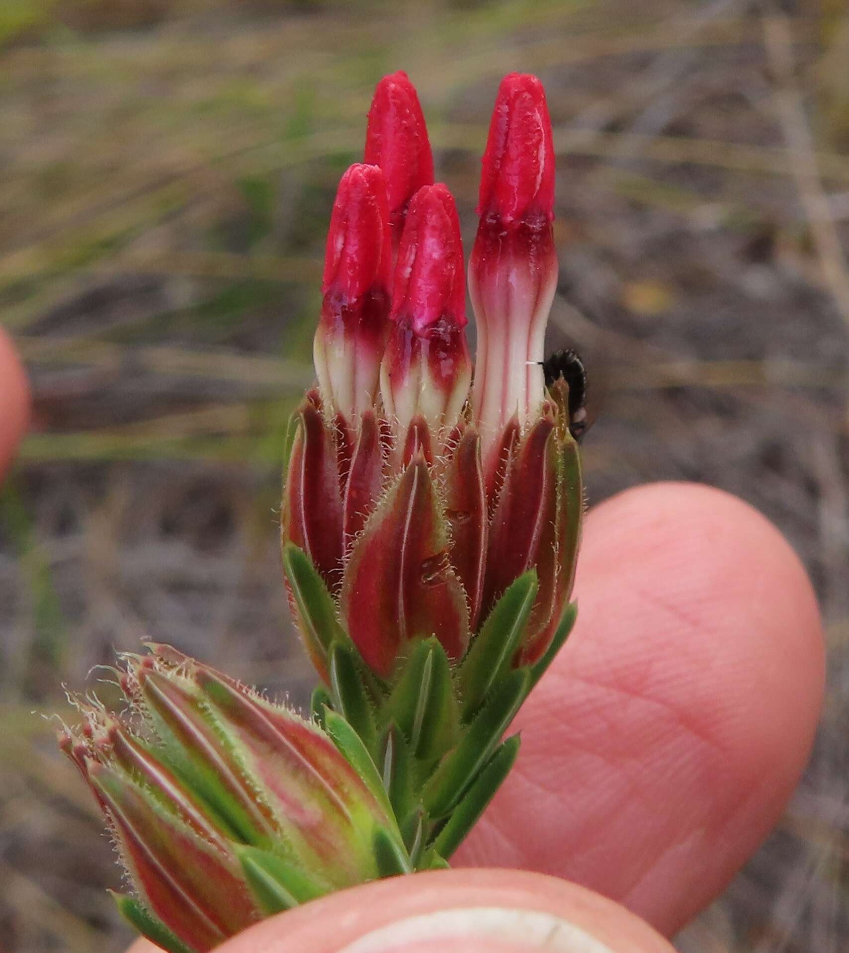 Image of Erica ampullacea var. ampullacea