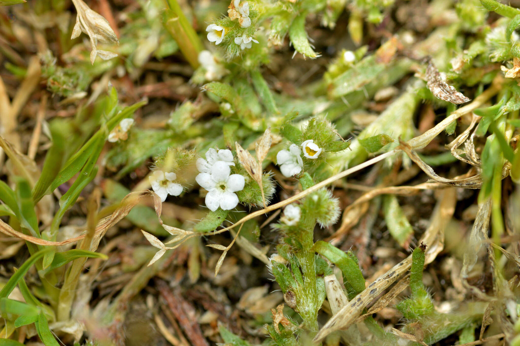 Plancia ëd Plagiobothrys scouleri (Hook. & Arn.) I. M. Johnst.