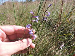 Image of downy lobelia