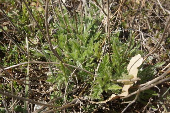 Image of Lomelosia argentea (L.) W. Greuter & Burdet