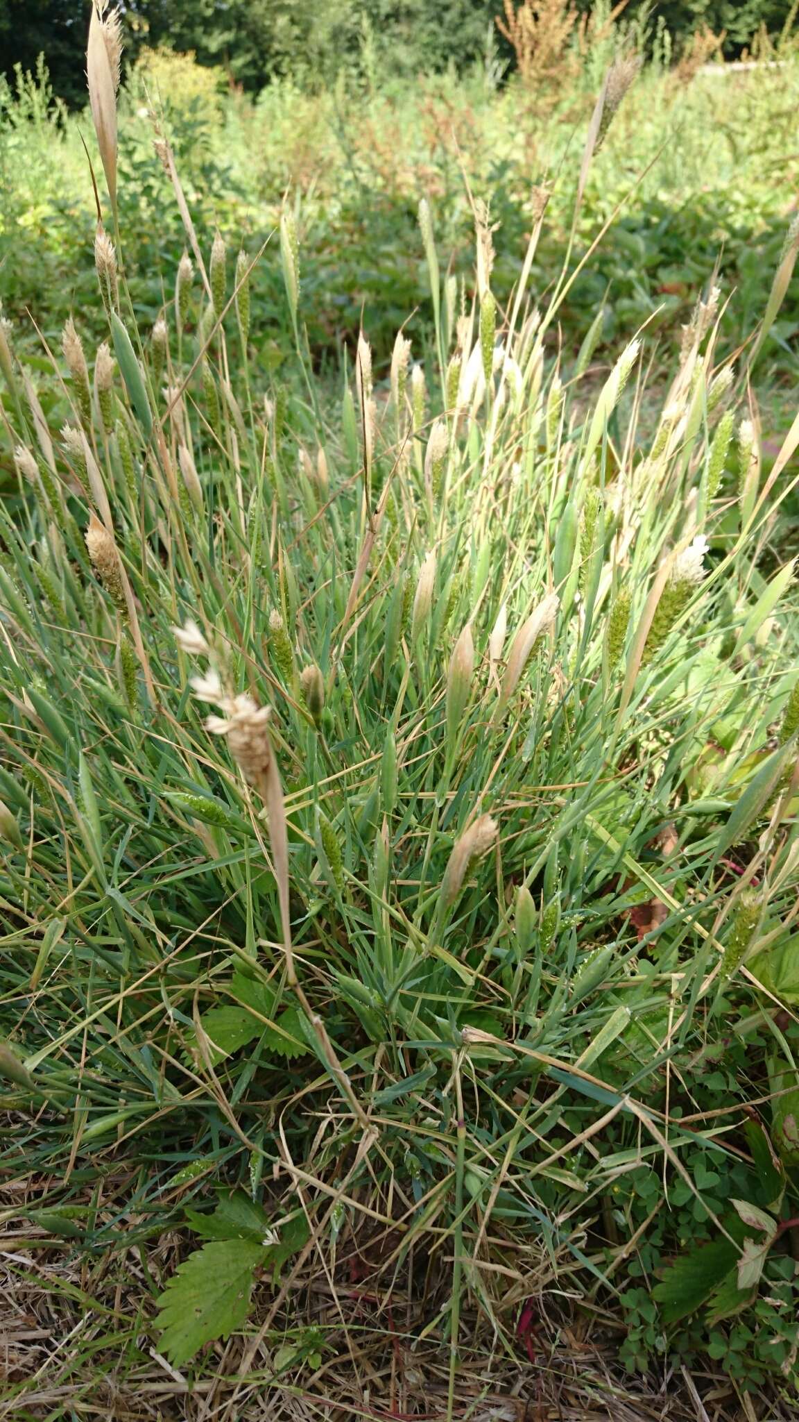 Image of hood canarygrass