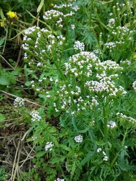 Centranthus calcitrapae var. calcitrapae resmi