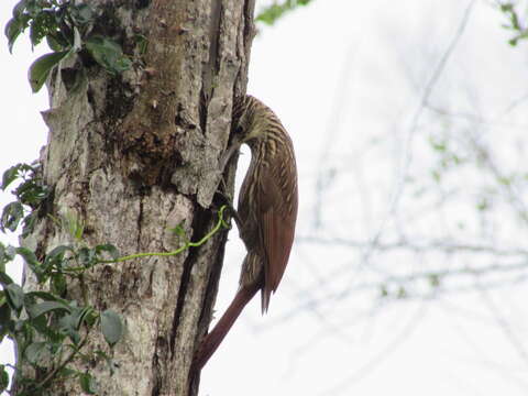 Image of Ivory-billed Woodcreeper