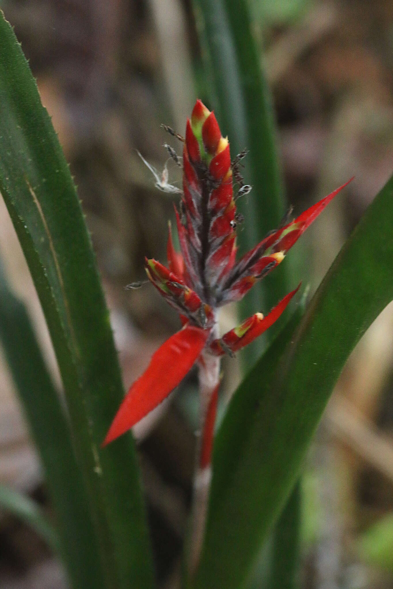 Image of Aechmea tillandsioides (Mart. ex Schult. & Schult. fil.) Baker