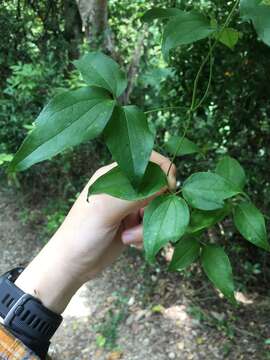 Image of Clematis formosana Kuntze