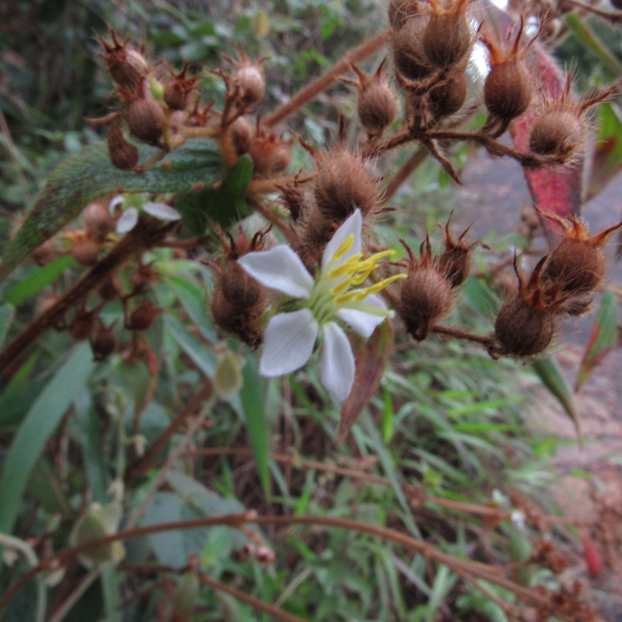 Pleroma longifolium (Vahl) Triana的圖片