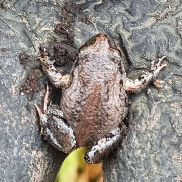 Image of Eastern Smooth Frog