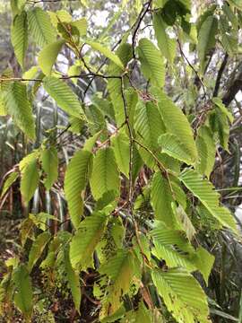 Слика од Carpinus rankanensis Hayata