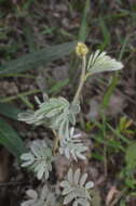 Image of Mimosa lanuginosa Burkart