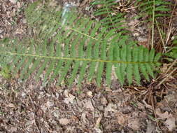 Image of Soft Shield Fern