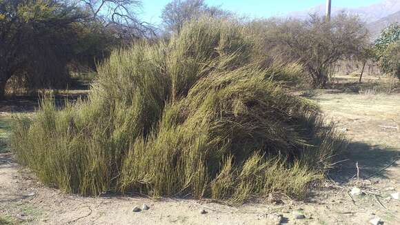 Imagem de Ephedra chilensis C. Presl