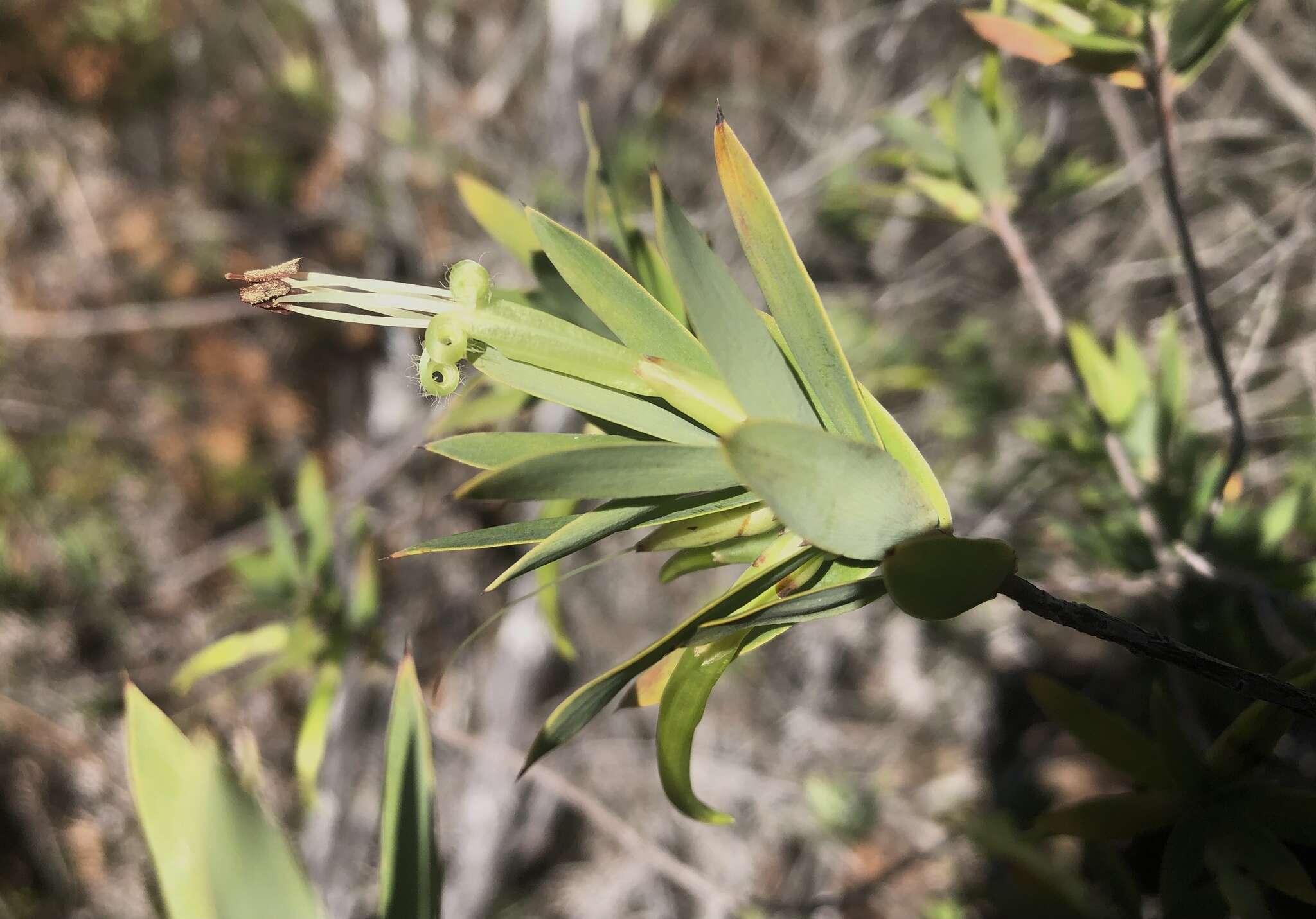 Image of Styphelia viridis Andr.