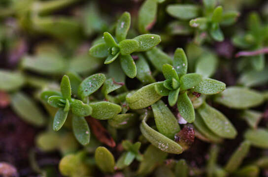 Image of Pedunculate Water-Starwort