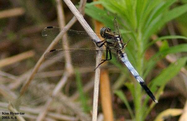 Sivun Orthetrum albistylum (Selys 1848) kuva