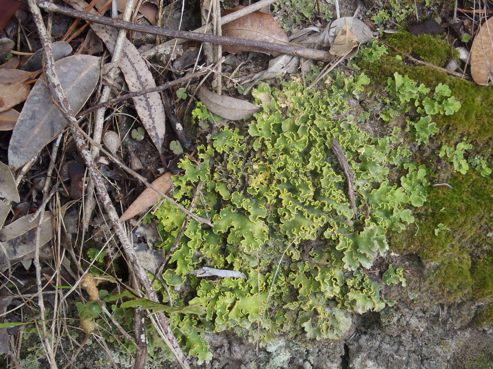 Image of Crocodia aurata