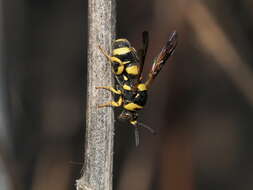 Image of Leucospis biguetina Jurine 1807