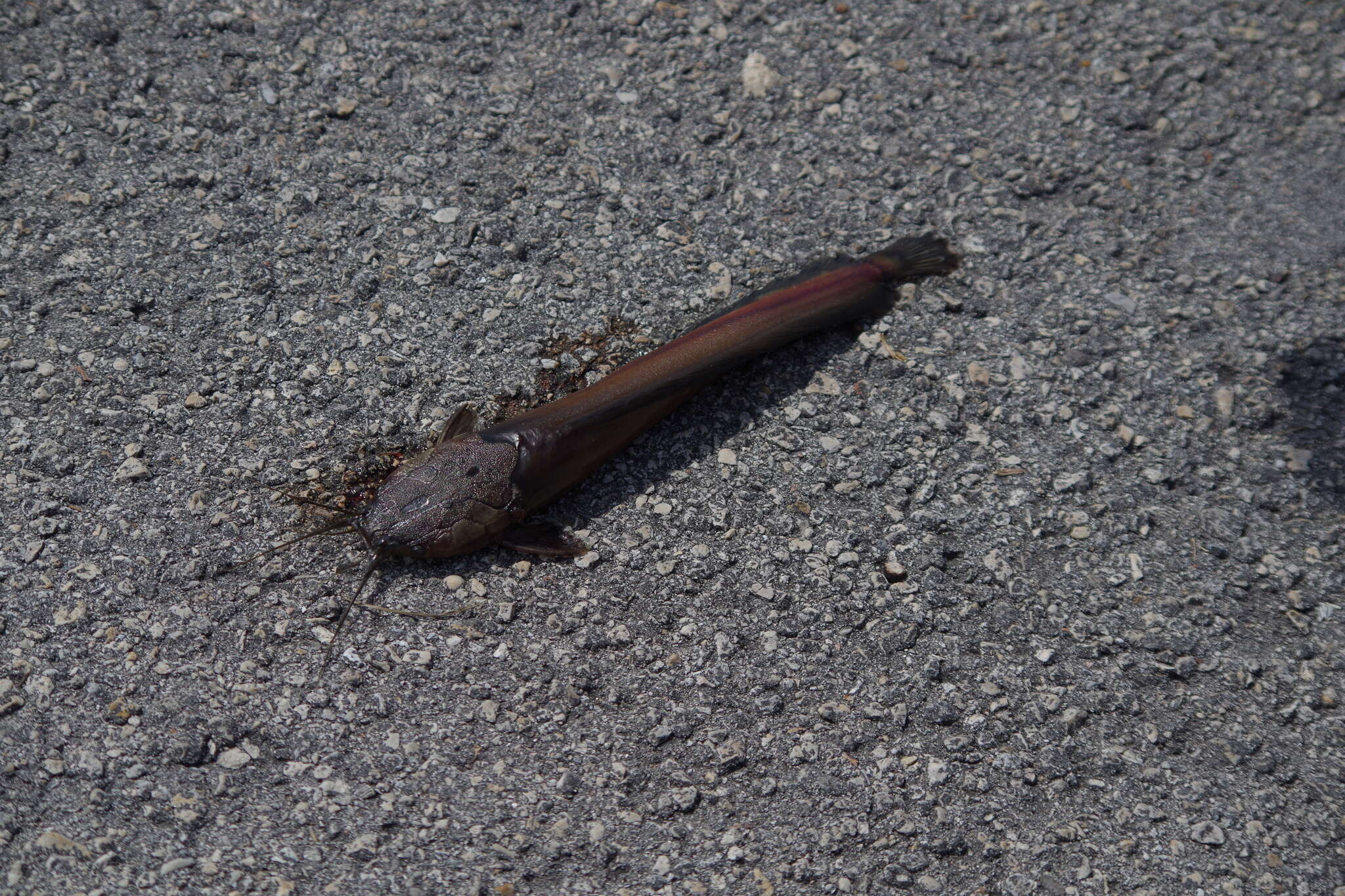 Image of Walking catfish