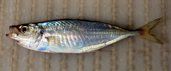 Image of Atlantic Horse Mackerel