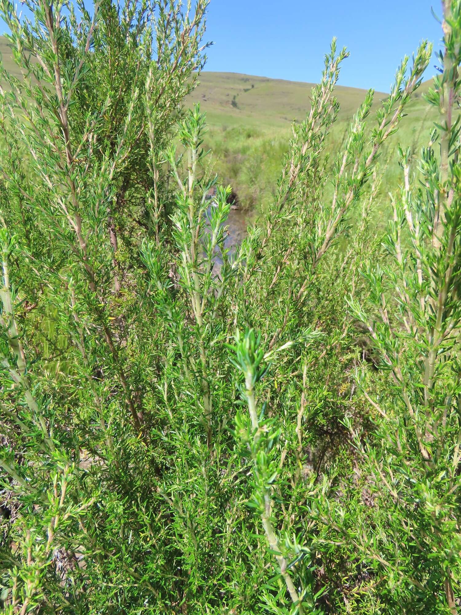 Image of Cliffortia linearifolia Eckl. & Zeyh.