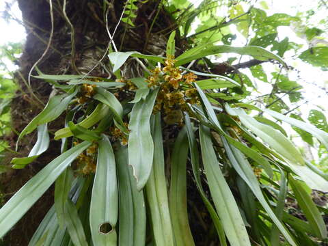 Imagem de Gastrochilus calceolaris (Buch.-Ham. ex Sm.) D. Don