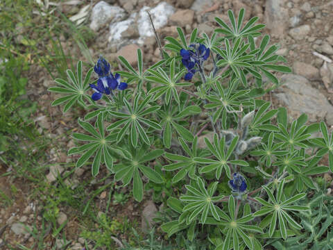 Image of blue lupine