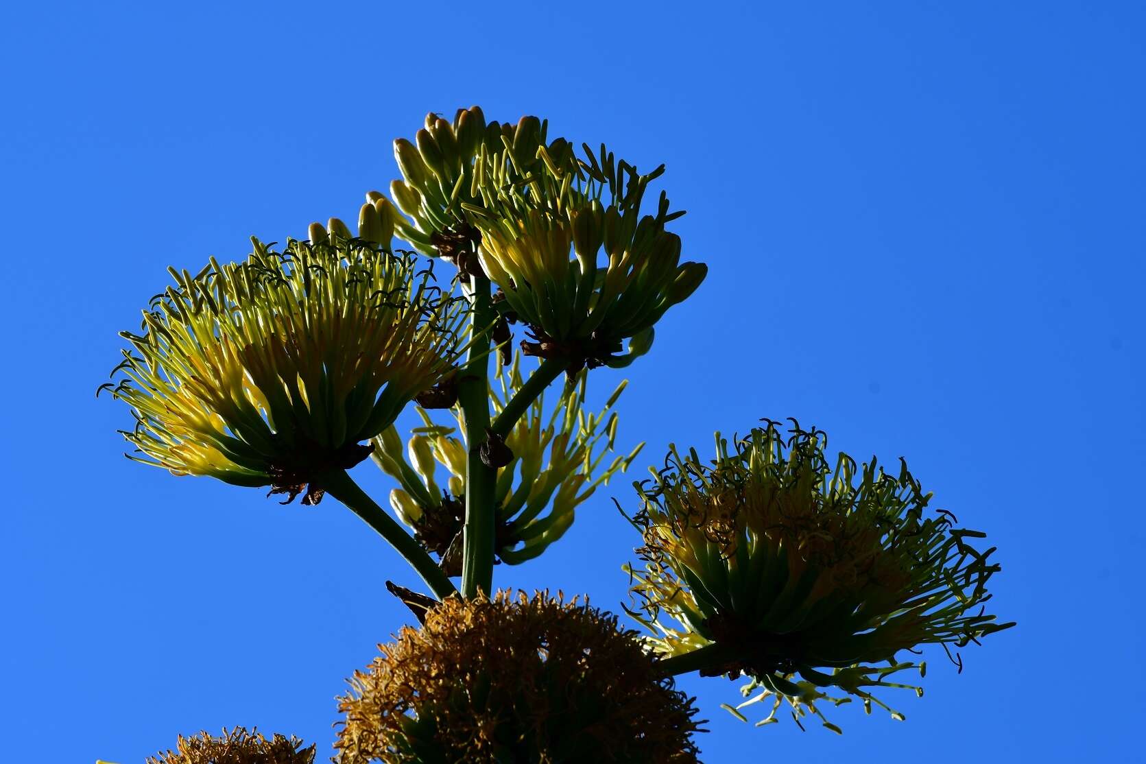 Image of Grijalva's agave