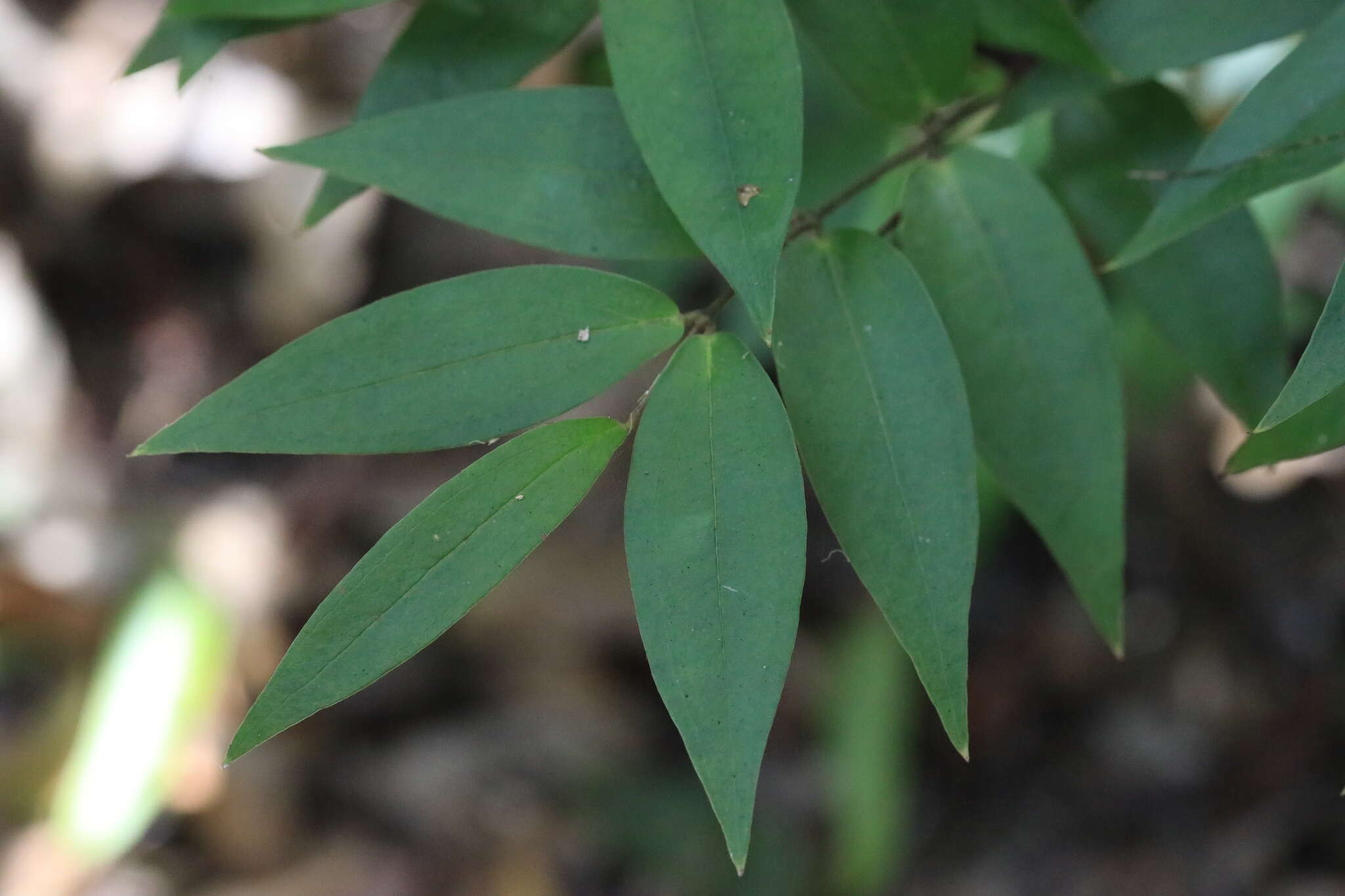 Image of Ripogonum fawcettianum F. Muell. ex Benth.