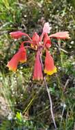 Слика од Blandfordia grandiflora R. Br.