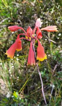 Image of Blandfordia grandiflora R. Br.