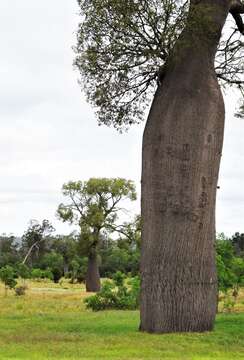 Imagem de Brachychiton rupestris (Lindley) Schumann