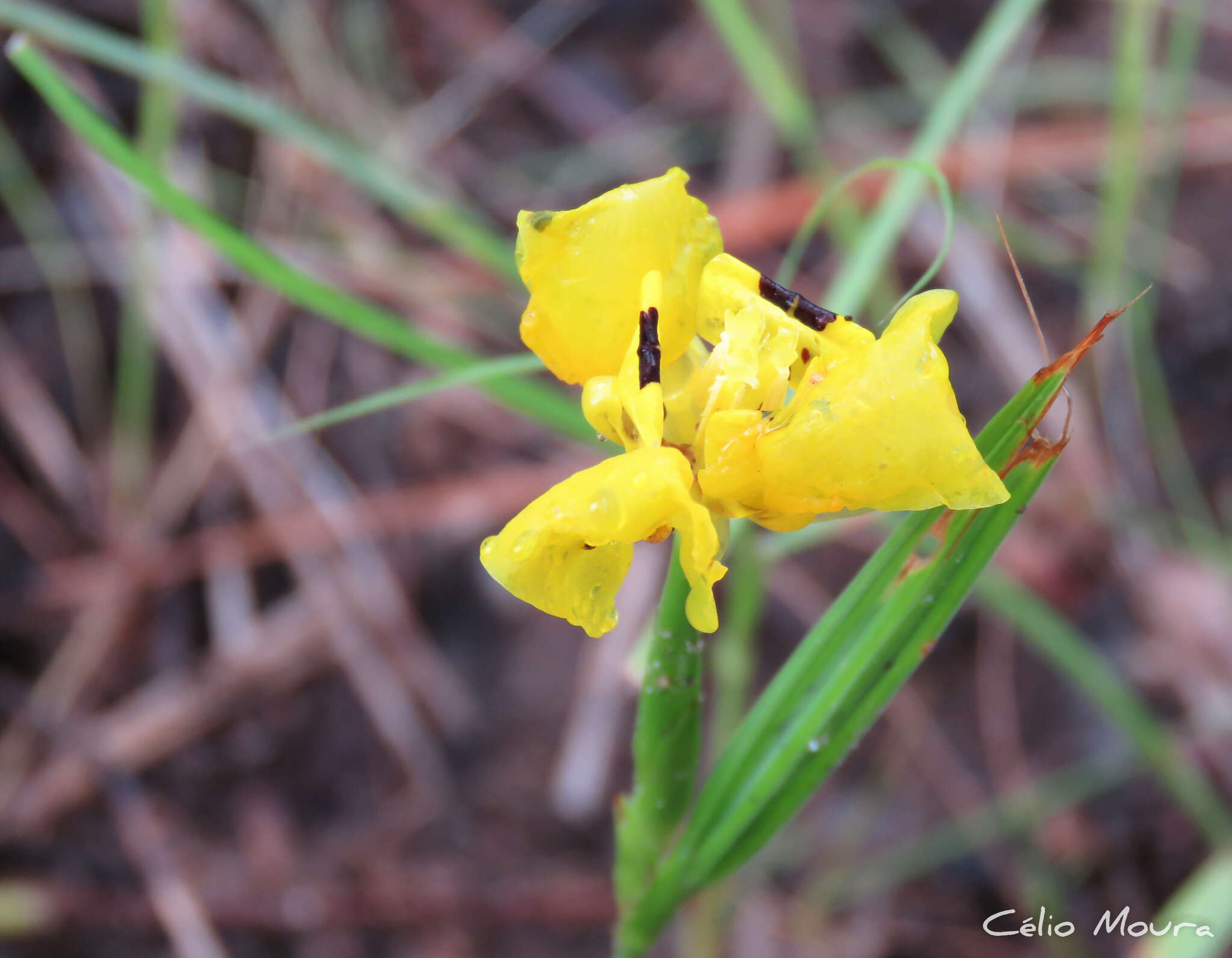 Imagem de Cipura xanthomelas Maxim. ex Klatt