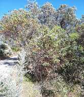 Image of Eucalyptus petrensis M. I. H. Brooker & S. D. Hopper