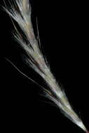 Image of Schizachyrium gracile (Spreng.) Nash